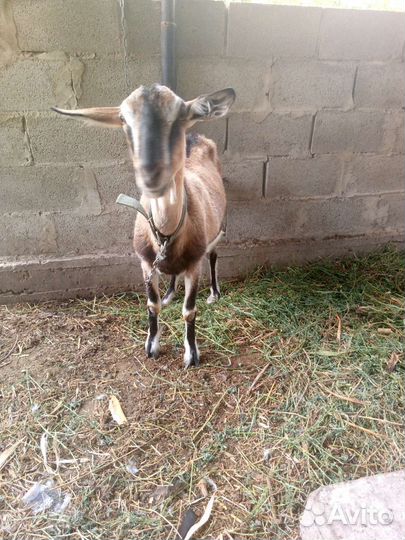 Коза дойная молочная
