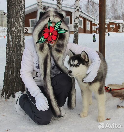 Волкошапка