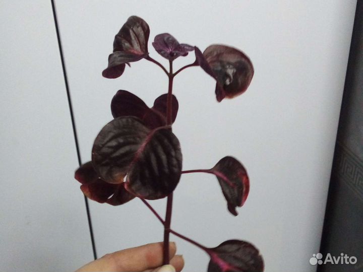 Ирезине Хербста черенки