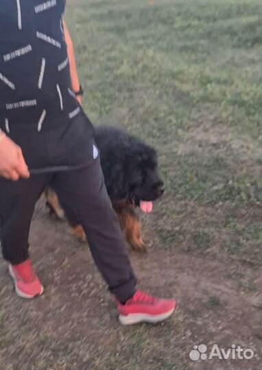 Дрессировка собак, специалист по поведению собак