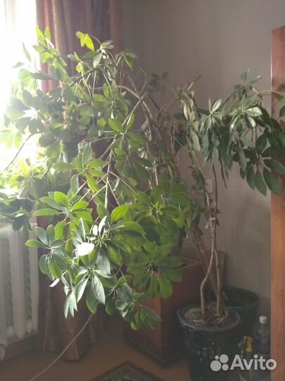 Шефлера - комнатное растение