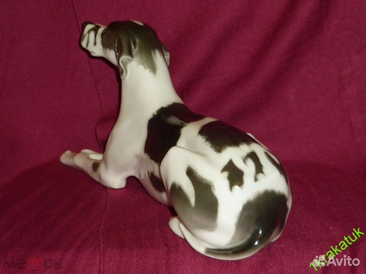 Собака, черный дог, пойнтер. лфз