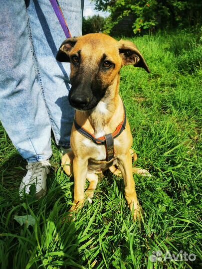 Гончая борзая