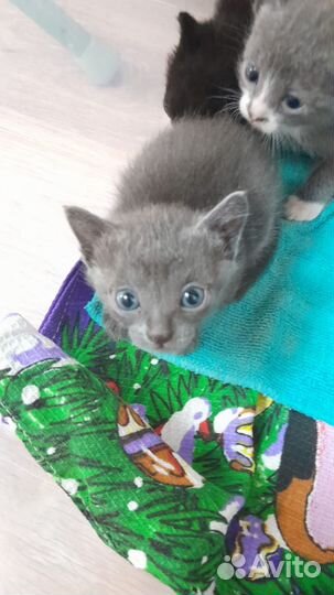 Отдам котят в добрые руки
