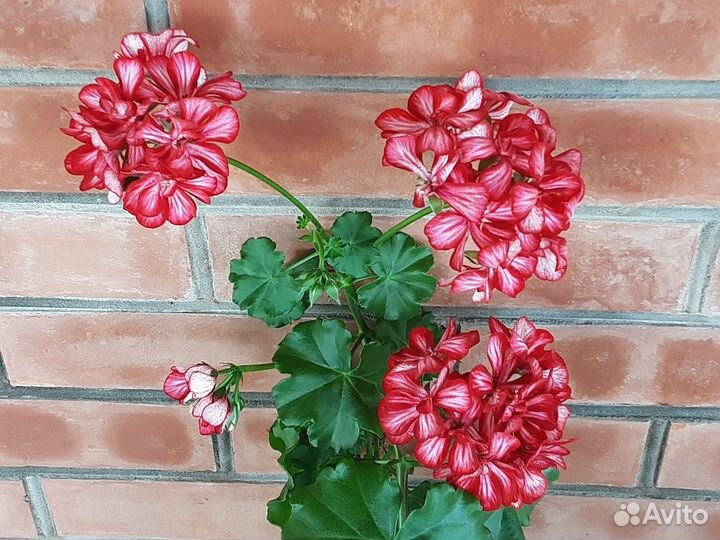 Сортовые пеларгонии