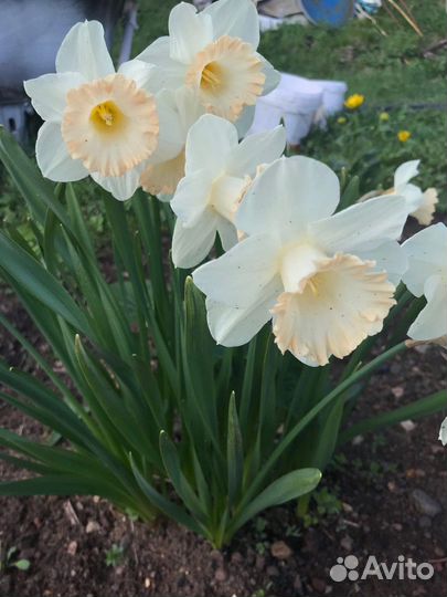 Луковицы нарциссов