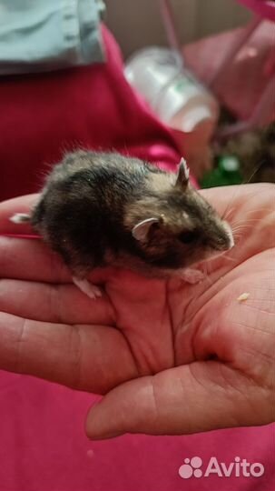 Джунгарский хомяк