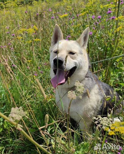 Метис лайки Сахарок в поисках дома