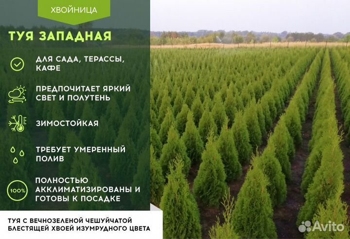 Туя Брабант 1,5 м