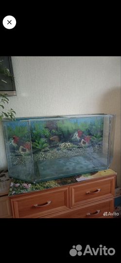 Обменяю аквариум на объем поменьше