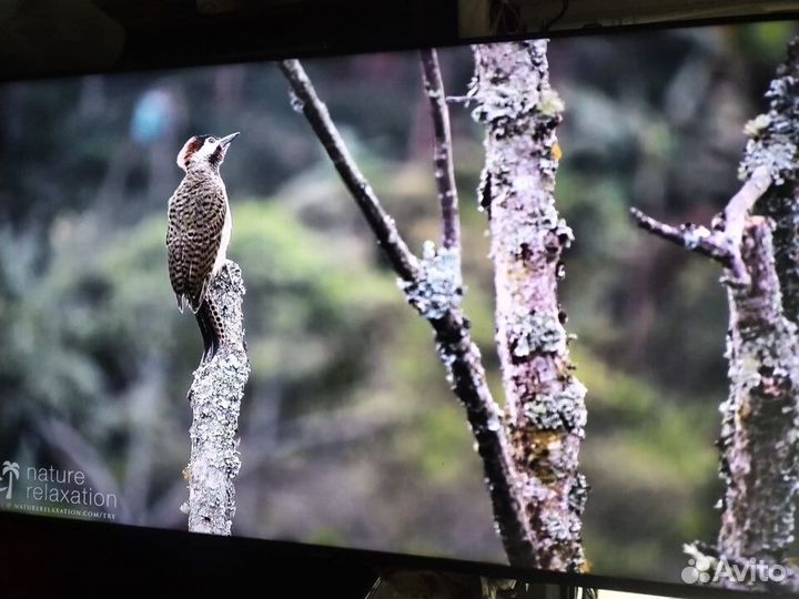 Телевизор Haier 50 SMART tv