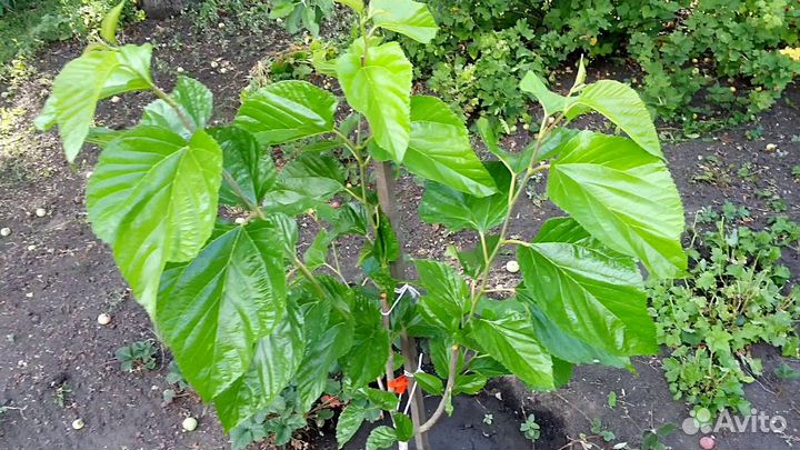 Шелковица (тутовник) Саженцы