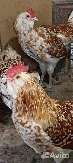 Китайские шелковые Аборигены