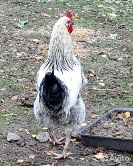 Молодые петухи