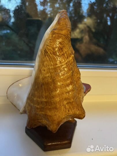 Пепельница из океанической раковины