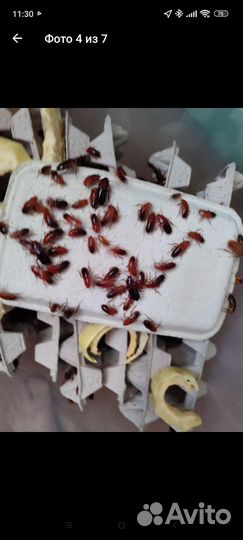 Живой корм для рептилий