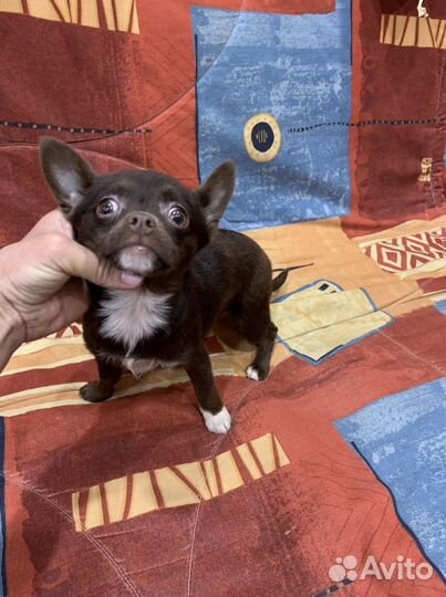 Чихуахуа Горький шоколад Нимфа