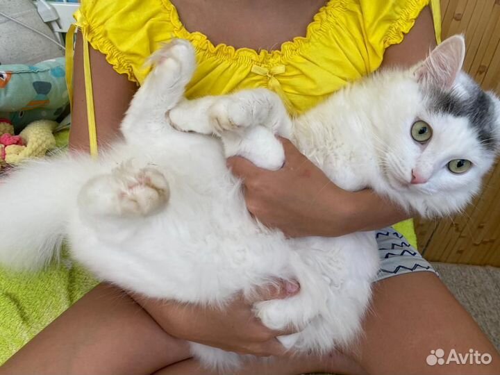 Ангорский кот