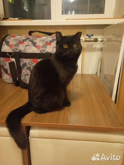 Кошка кашемировая