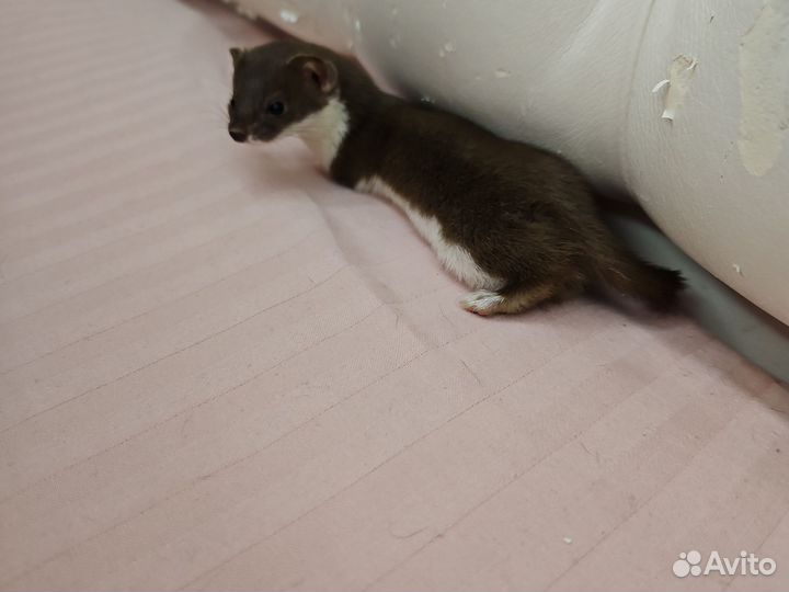 Ласка ручная