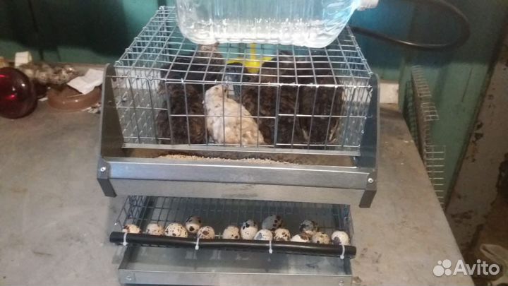 Миниферма с перепелами