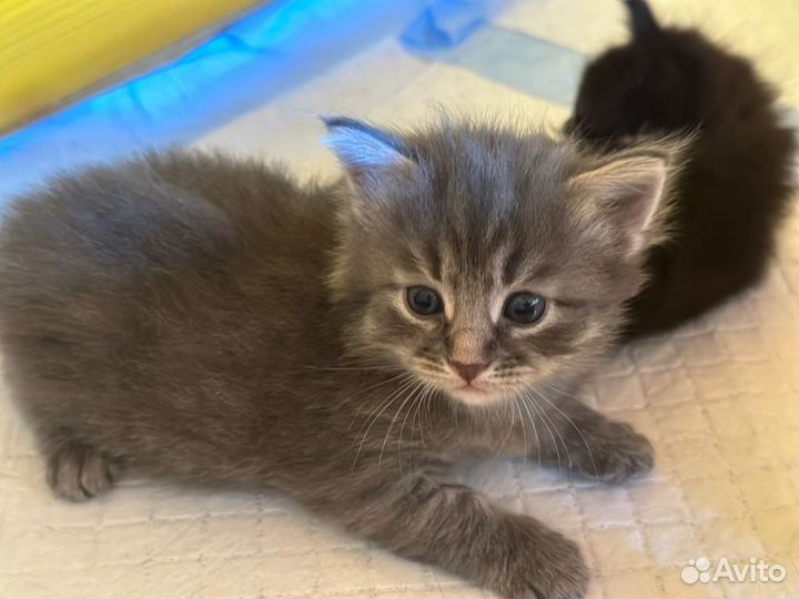 Кошка в дар бесплатно