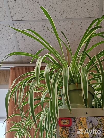 Комнатные растения. Хлорофитум Вариегатум