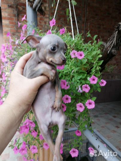 Мини той-терьер