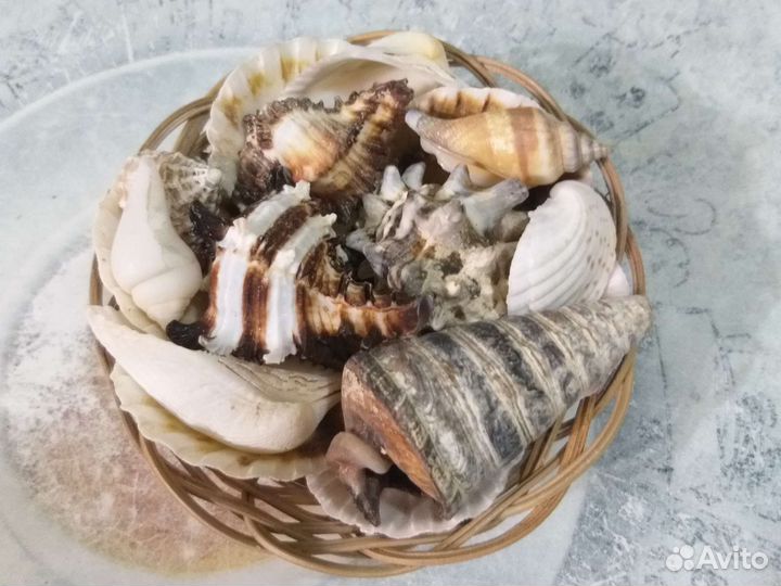 Набор ракушек в корзинке