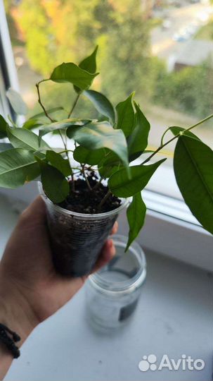 Фикус бенджамина