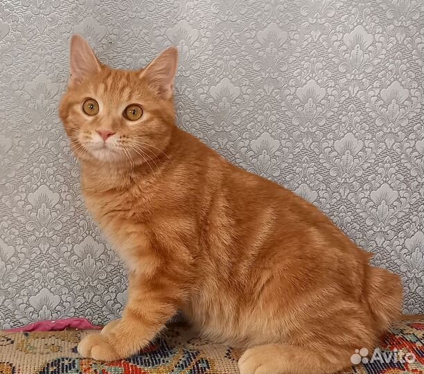 Курильский бобтейл