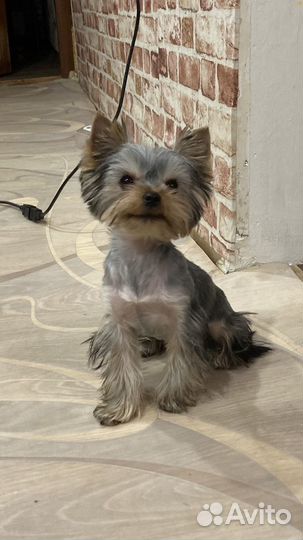 Йоркширский терьер