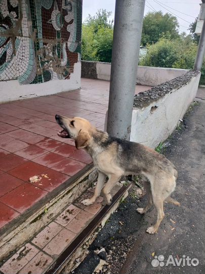 Собака в добрые руки