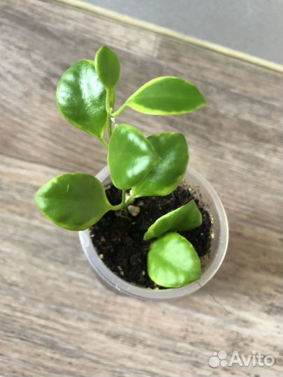 Продам излишки своих растений