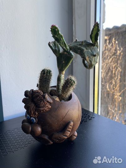 Кактусы в кашпо