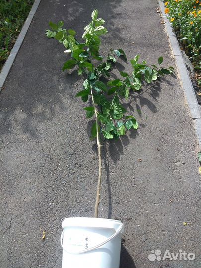 Апельсиновое дерево