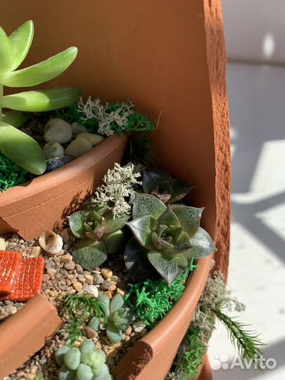 Суккуленты в кашпо