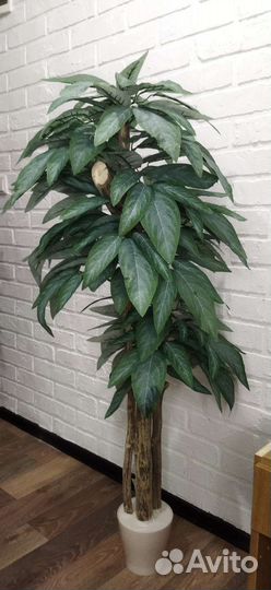 Манго дерево