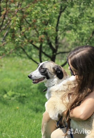 Русская псовая борзая