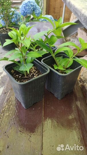 Укоренённые черенки гортензии 