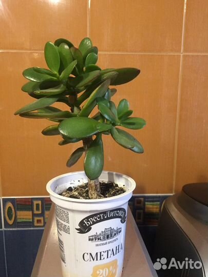 Суккулент(толстянка) денежное дерево