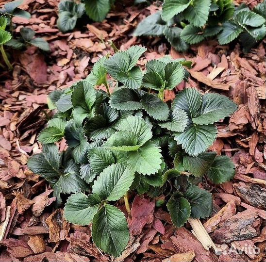 Кора лиственницы, мульча