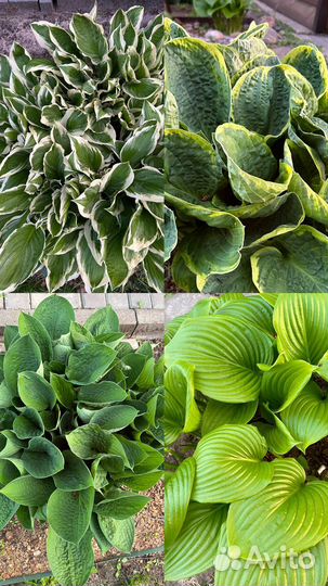 Хосты, разные