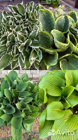 Хосты, разные