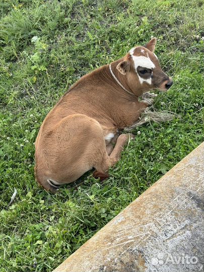 Корова и 6 бычков