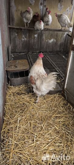 Молодые петухи