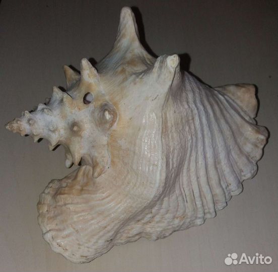 Большая морская раковина (Обмен)