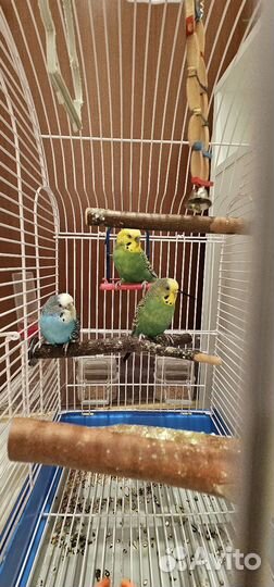 Волнистые попугаи