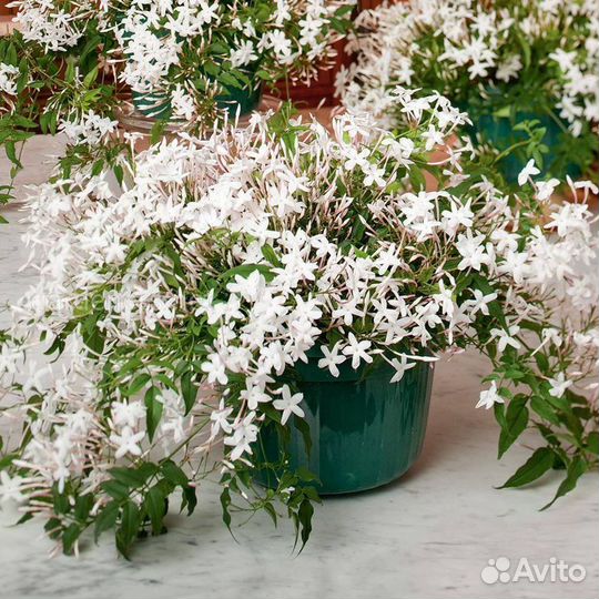 Комнатные цветковые растения - антуриум, гардения