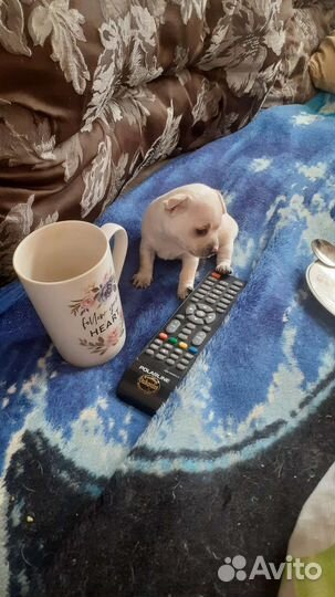 Чихуахуа мини